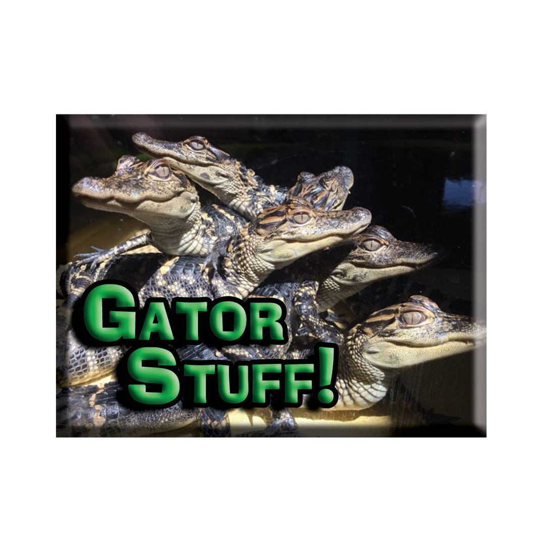Gator Stuff!